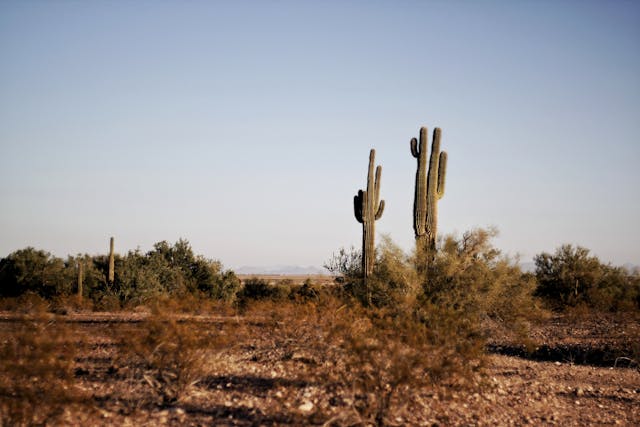 Arizona Food