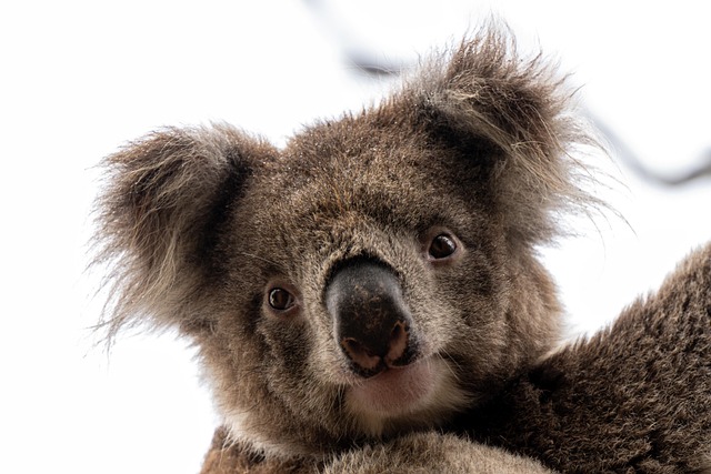 Australia Food