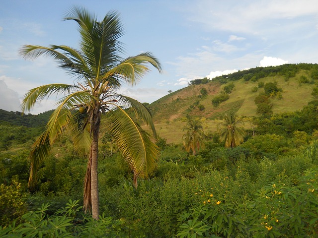 Haiti Food