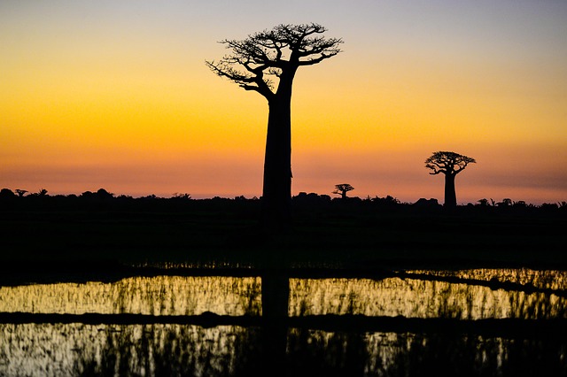 Madagascar Food