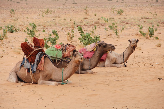 Mauritania Desserts