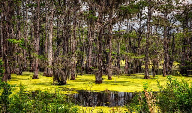 Mississippi Desserts