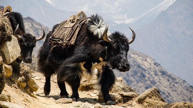 Nepal Traditional Snacks